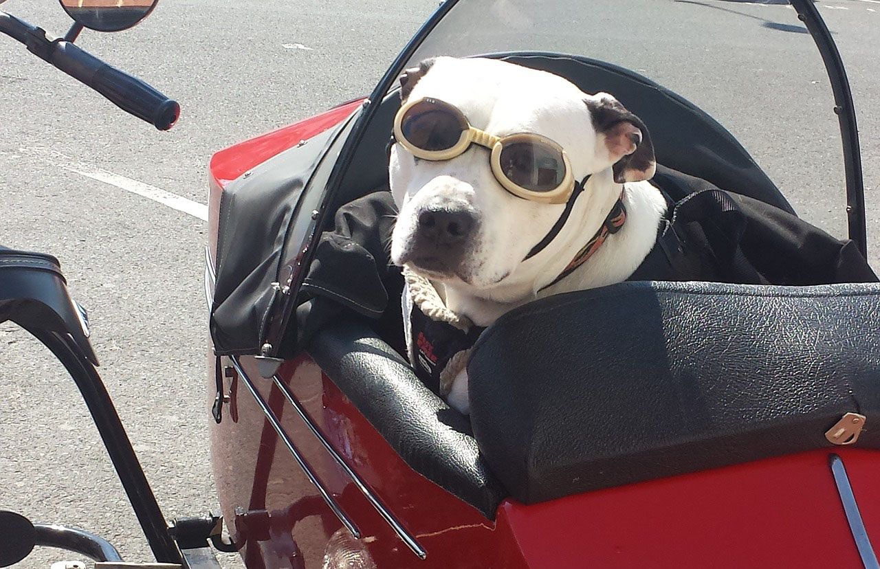 Trasporto cani in moto: come viaggiare con un animale domestico